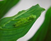 a frog on a leaf