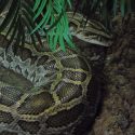 a Burmese Python in her enclosure under leaves