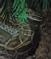 a Burmese Python in her enclosure under leaves