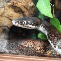 a snake looks through the glass of its enclosure