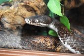 a snake looks through the glass of its enclosure