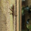 a lizard sits on a wall