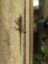 a lizard sits on a wall
