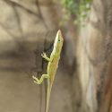 a gecko stands on a window
