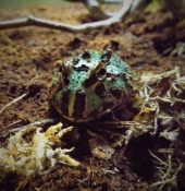 a frog on substrate