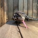 a tegu pokes their tongue out