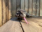 a tegu pokes their tongue out