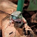 a frog looking towards the camera standing on a leaf