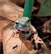 a frog looking towards the camera standing on a leaf