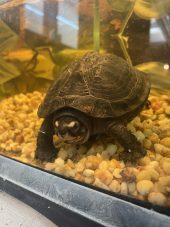 a turtle underwater looking out through the glass