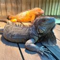 two iguanas one green and one orange lay side by side