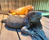 two iguanas one green and one orange lay side by side