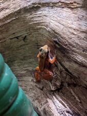 a small frog is perched onto the side of a plank of wood. He has brown coloured skin with orange forearms and dark orange hindlegs. He also has a black stripe down the side of his body which extends onto his face around his jaw.