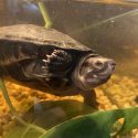 a turtle swims past the window