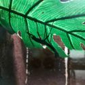 a stick insect under a leaf