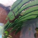 a stick insect under a leaf