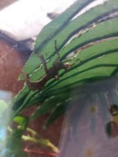 a stick insect under a leaf