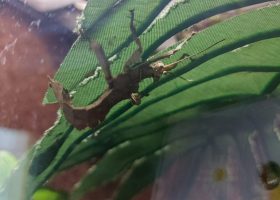 a stick insect under a leaf