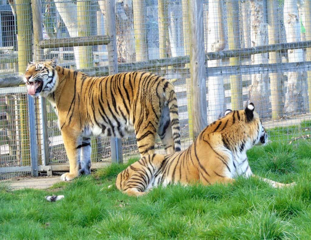 Two tigers. One tiger on the left standing up with his tongue out and another tiger laying on the grass on the bottom right with his head turned away from the camera.