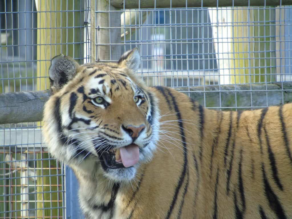 Close up of a tiger with his head turned to the right side of the screen looking over his left shoulder with his tongue out