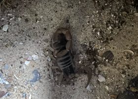 a scorpion on sand