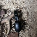 a beetle on sand