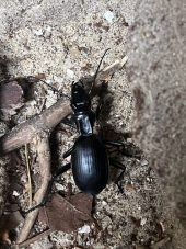 a beetle on sand