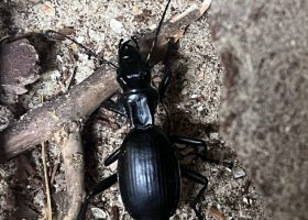 a beetle on sand