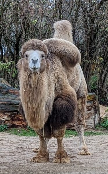 The Animals of Star Wars - Animal Experiences At Wingham Wildlife Park ...