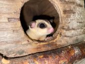 a sugar glider peers out of the round hole of its house