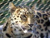 a leopard head shot