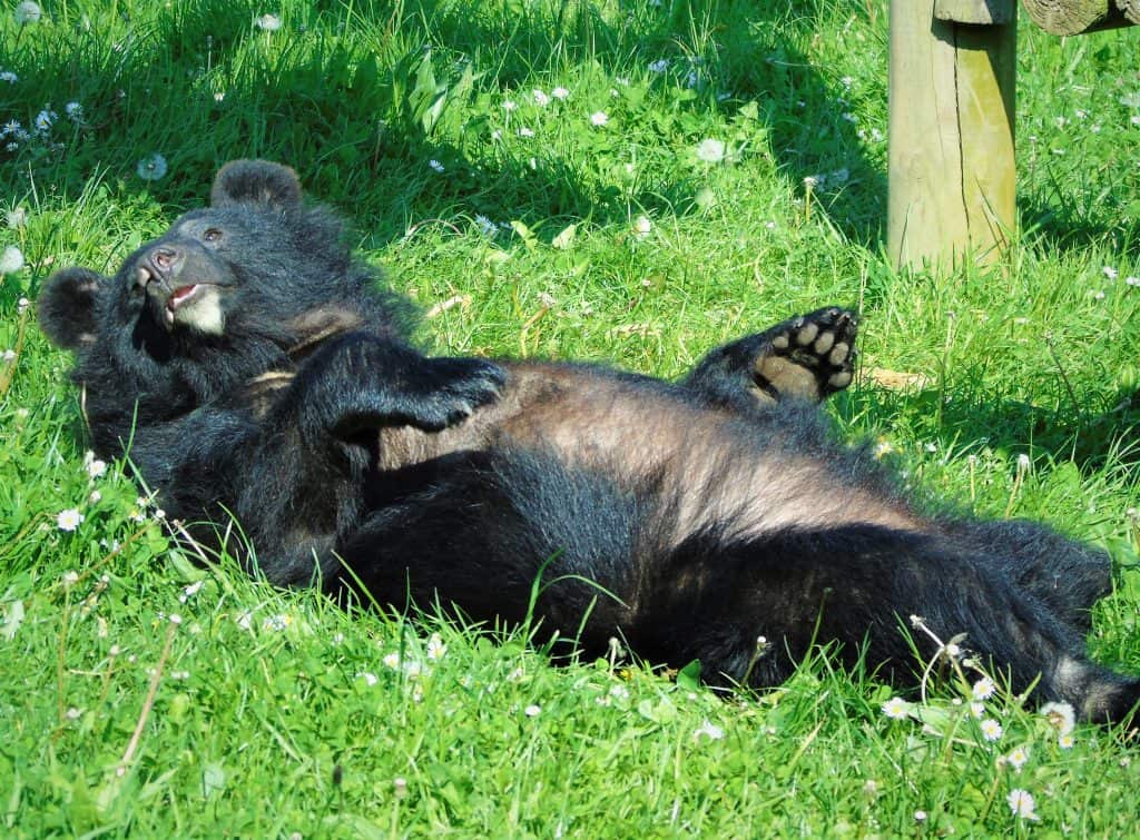 Moon Bear Day Animal Experiences At Wingham Wildlife Park In Kent