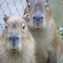 two capybaras sit outside facing the camera