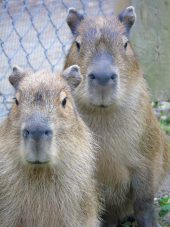 two capybaras sit outside facing the camera