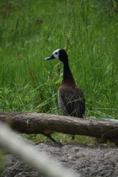 a duck stands behind a log in the grass