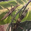 stick insects under a leaf