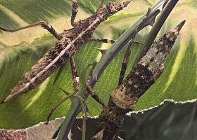 stick insects under a leaf