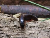 a millipede climbing over wood