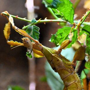 Mclay Stick Insect Macleay's Stick Insect - Animal Experiences At Wingham Wildlife Park In ...