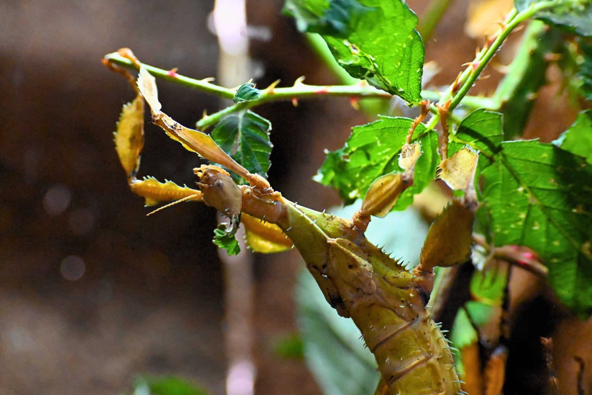 Pickwick Insect Macleay's Stick Insect - Animal Experiences At Wingham Wildlife Park In ...
