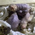 A naked mole rat with a pale pink body with wrinkled skin lays on top of some smaller naked mole rats staring directly into the camera. They have enlarged front teeth which are a yellow stained colour.