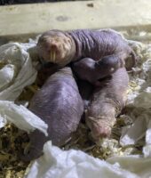 A naked mole rat with a pale pink body with wrinkled skin lays on top of some smaller naked mole rats staring directly into the camera. They have enlarged front teeth which are a yellow stained colour.