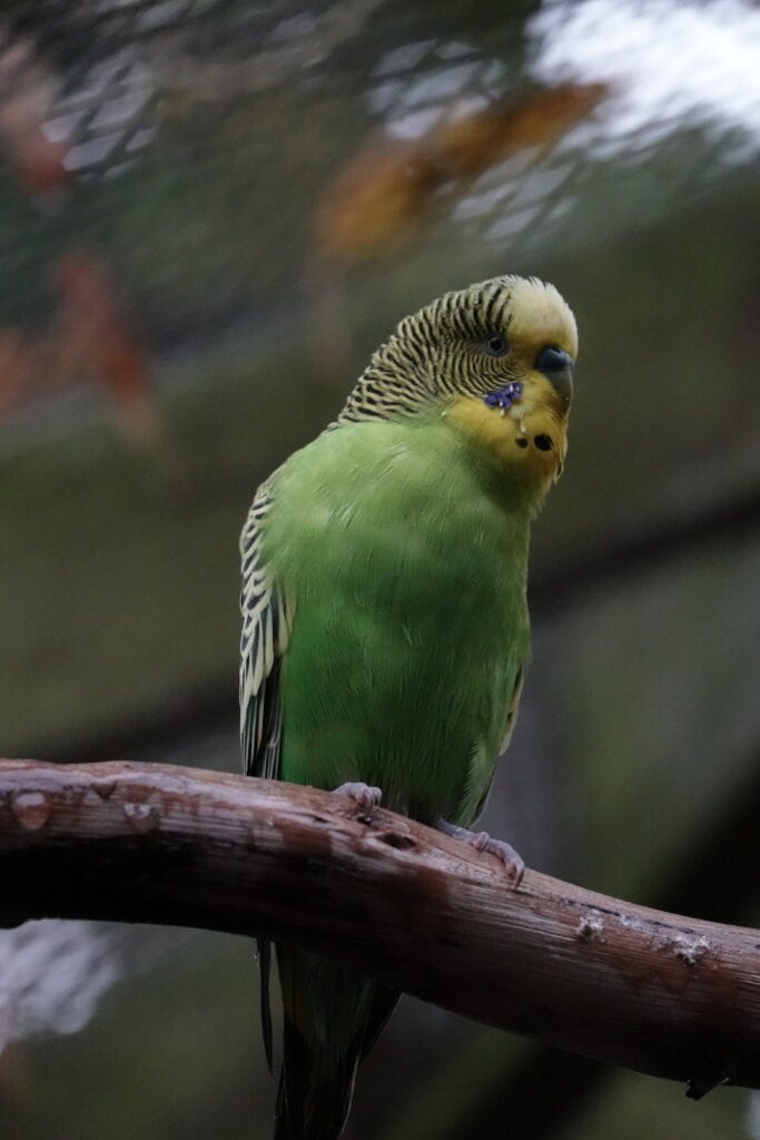 a male budgie sits on a branch