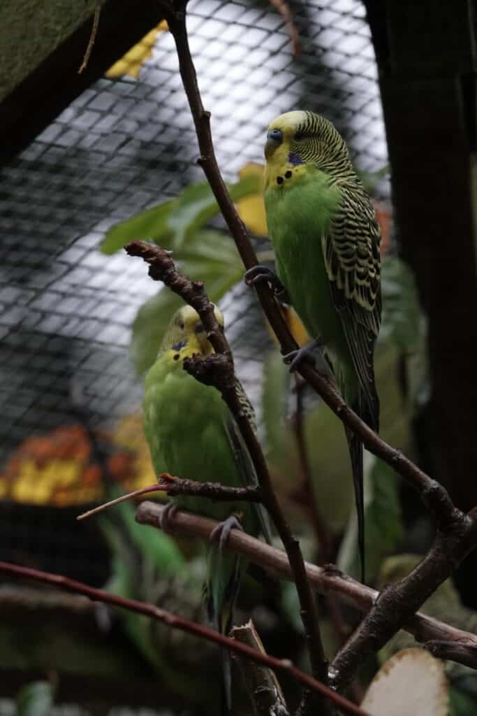 two budgies on branches in their enclosure