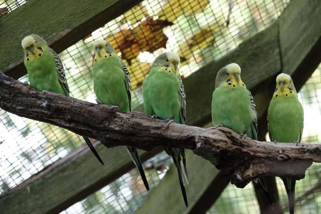 five budgies wit on a branch in their enclosure