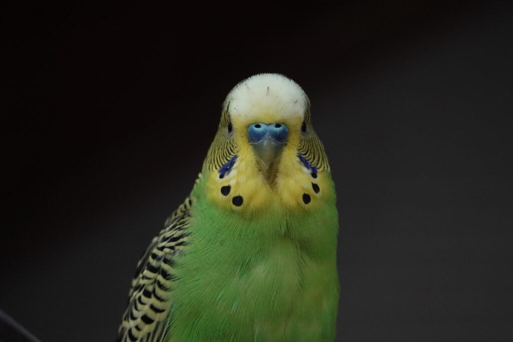 a male budgies face with blue cere