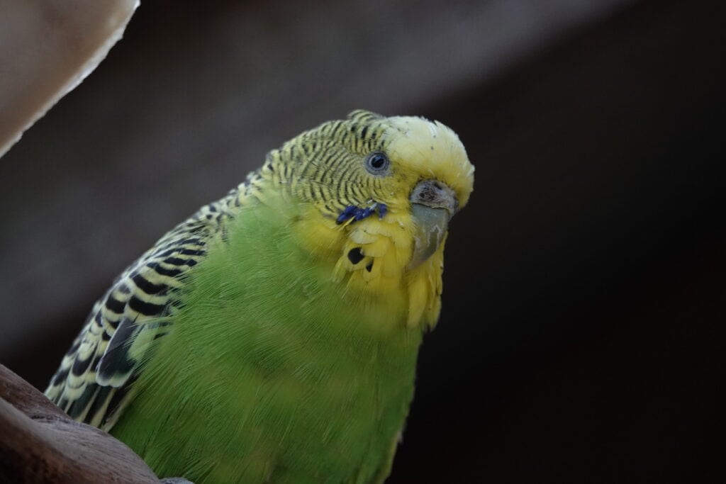 a female budgie with beige cera