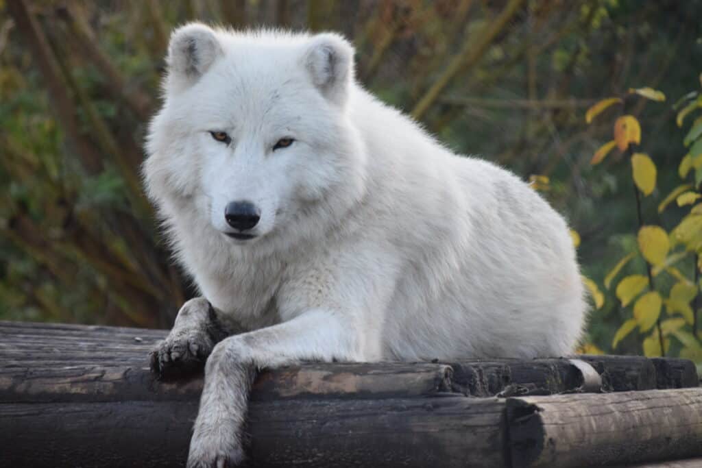 An Arctic wolf laying on a wooden platform. He has white fur with muddy paws and legs. His orange eyes are looking at the camera which is highlighted by the yellow, green and orange leaves in the background.