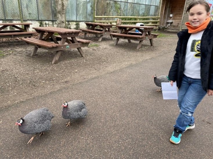 A young female visitor on the right side of the frame  with helmeted guineafowl running next to her. There are brown picnic benches in the background.