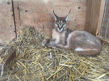 A caracal laying on her straw bedding. Her beige fur is contrasted to her white underside which is visible near her rear. Her face has distant white and black features and her nose is a pale pink colour. The inside of her ears are white which is contrasted to the black outlines of her ears which lead to black tuffs on the top of her ears.